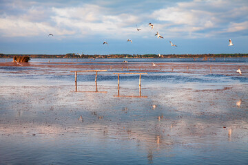 Massaciuccoli, Lucca, Tuscany, Italy: landscape at dawn of the lake in the regional nature park, a...