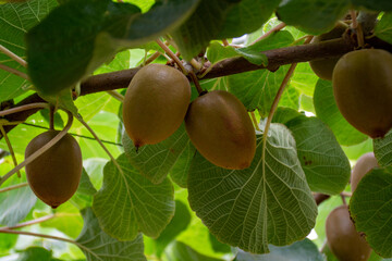 New harvest of ripe green kiwi fruits in orchard