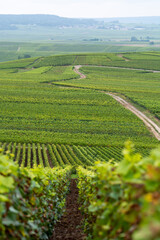 View on green pinot noir grand cru vineyards of famous champagne houses in Montagne de Reims near Verzenay, Champagne, France