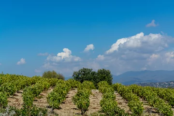 Tuinposter Wine industry on Cyprus island, view on Cypriot vineyards with growing grape plants on south slopes of Troodos mountain range © barmalini