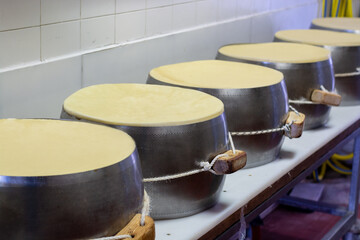 Process of making parmigiano-reggiano parmesan cheese on small cheese farm in Parma, Italy,...