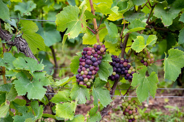 Pinot noir wine grapes ripening on grand cru vineyards of famous champagne houses in Montagne de Reims near Verzenay, Champagne, France