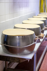Process of making wheels of parmigiano-reggiano parmesan cheese on small cheese farm in Parma, Italy
