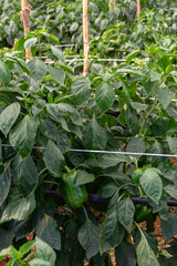 Greenhouse with plantation of sweet bell peppers plants, agruculture in Fondi, Lazio, Italy