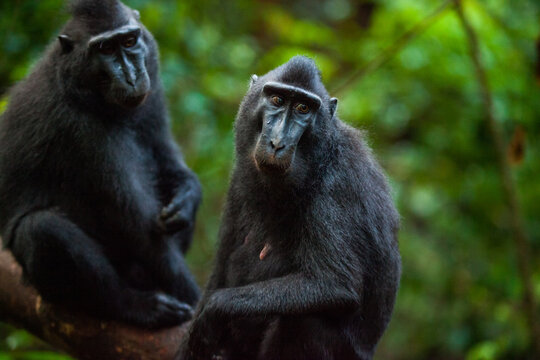 Close-up of two macacas in the rainforest of Indonesia