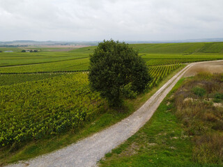 View on green pinot noir grand cru vineyards of famous champagne houses in Montagne de Reims near Verzenay, Champagne, France