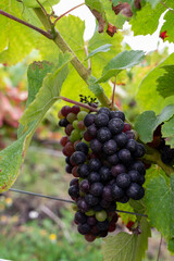 Pinot noir wine grapes ripening on grand cru vineyards of famous champagne houses in Montagne de Reims near Verzenay, Champagne, France