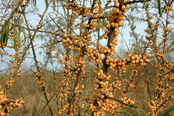 Ripe berries of sea-buckthorn