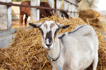 Portrait of a goat on a background of straw on a farm in the village