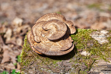 Mushroom and moss growing on a tree trunk. Fungi grown on a dead tree in the forest