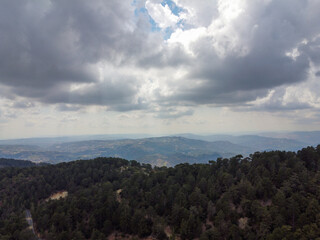 Evergreen pine trees growing in high Troodos mountains on Cyprus