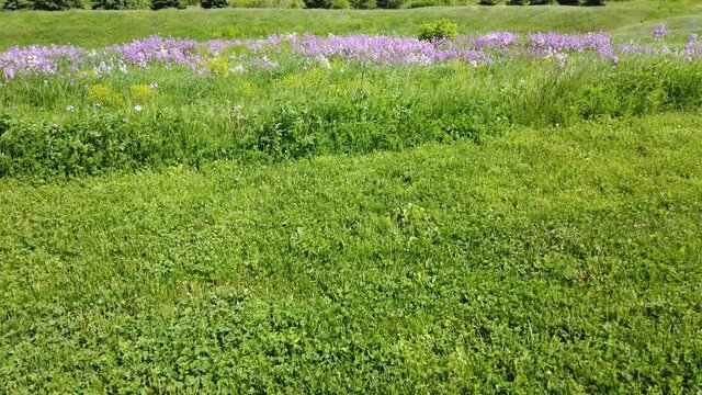 Lavendar Flowers In Bright Green Field Summer Day Left Hand View While Cycling Exercise