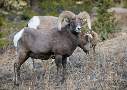 Colorado Rocky Mountain Bighorn Sheep Ram