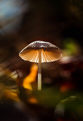 Close up of illuminated mushroom growing on the forest floor.