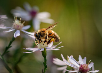Close up of a bee gathering pollen on the top of a flower.