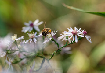 Close up of a bee gathering pollen on the top of a flower.