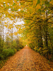 Obraz premium Beautiful leaf covered trail through the forest on autumn day.