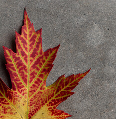 Close up of yellow and red maple leaf on gray background in fall.