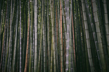Bamboo in the Sagano Bamboo Forest near Kyoto, Japan