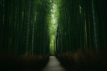Fototapeta premium Empty Path in the Sagano Bamboo Forest near Kyoto, Japan