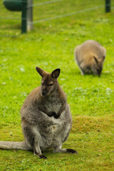 Kangaroo am überlegen