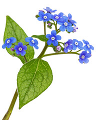 Blue flowers of brunnera, forget-me-not, myosotis, isolated on white background