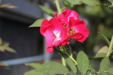 This rose color symbolizes love and admiration. Red roses are often given as gifts for couples