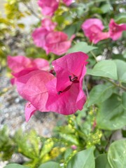 Obraz na płótnie Canvas pink Bougainvillea flower in nature garden