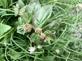 Garden spurge flower in nature garden