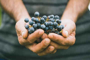Close up of hands holding a black grape bunch.