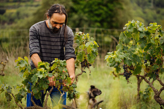Farmer harvesting grapes in a vineyard during grape harvesting.