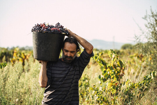 Worker carrying a basket of grapes during the grape harvest.