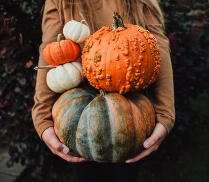 Close up of girl's arms holding a variety of pumpkins on fall day.