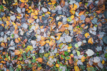 autumn leaves background