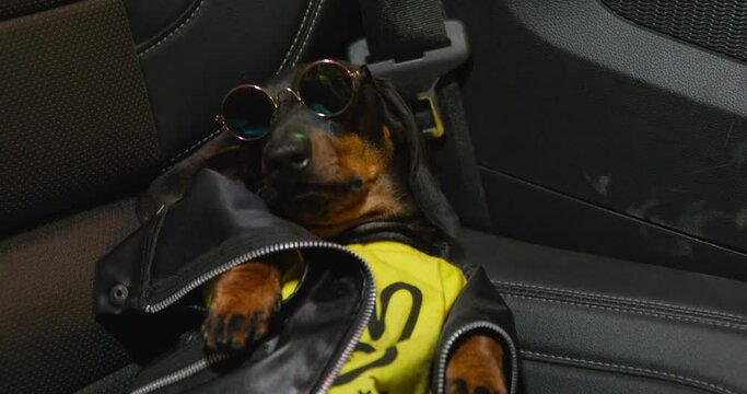 Cool Dachshund Dog In Leather Jacket And Stylish Sunglasses Is Lying In Drunken Stupor In The Back Passenger Seat Of Car, The Light Of Street Lamps Flashes By Which It Passes.