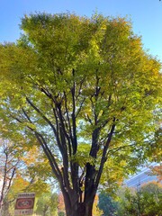 trees in autumn