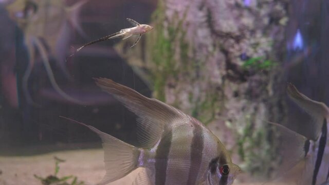 Beautiful altum angelfish is floating in the water with others, close up. Small fish has stuck to surface of aquarium and is cleaning the glass. Different types of aquatic creatures.