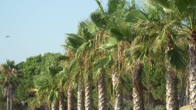 Palm trees on coastal promenade along sandy beach in Barcelona, Spain on sunny summer day