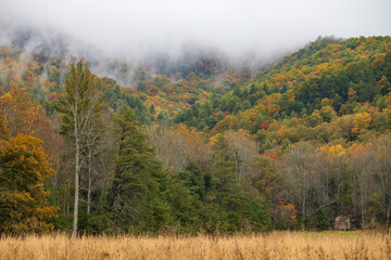 Forest in autumn with fog in the mountains