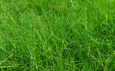 Green grass on a grass blurry background  in the park .