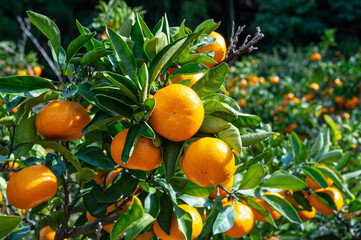 fresh Satsuma orange "mikan" Citrus unshiu on the branch in Karatsu, Japan