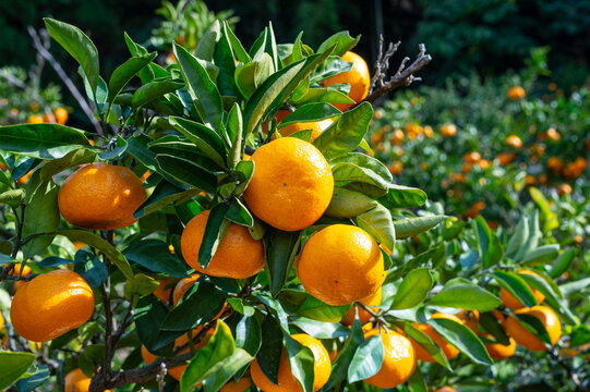 Citrus unshiu cheap