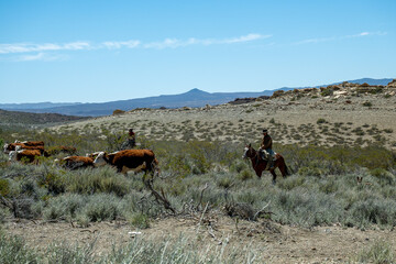 Argentine gauchos, herding cows in Patagonia.