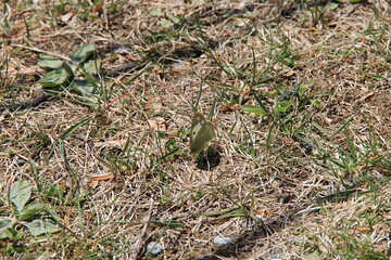 地面で休む「モンキチョウ」