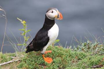 The Puffin