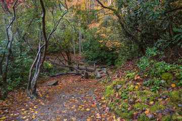 Hiking trail in the fall in the Great Smoky Mountains National Park, Tennessee