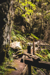 Wooden bridge in the forest