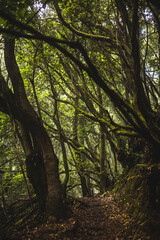 Morning in the forest