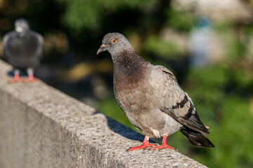 Pretty pigeon in the park 