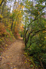 Fototapeta na wymiar Hiking trail in the fall in the Great Smoky Mountains National Park, Tennessee